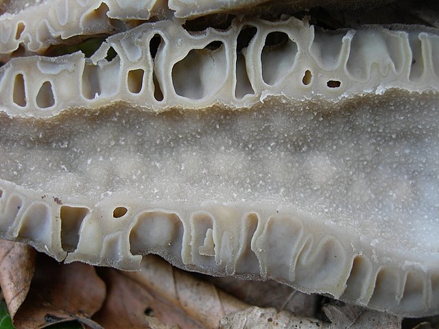 Il Tempo delle Morchelle